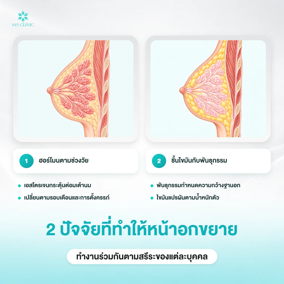 2 ปัจจัยที่ทำให้หน้าอกขยาย ฮอร์โมนตามช่วงวัย กับชั้นไขมันและพันธุกรรม