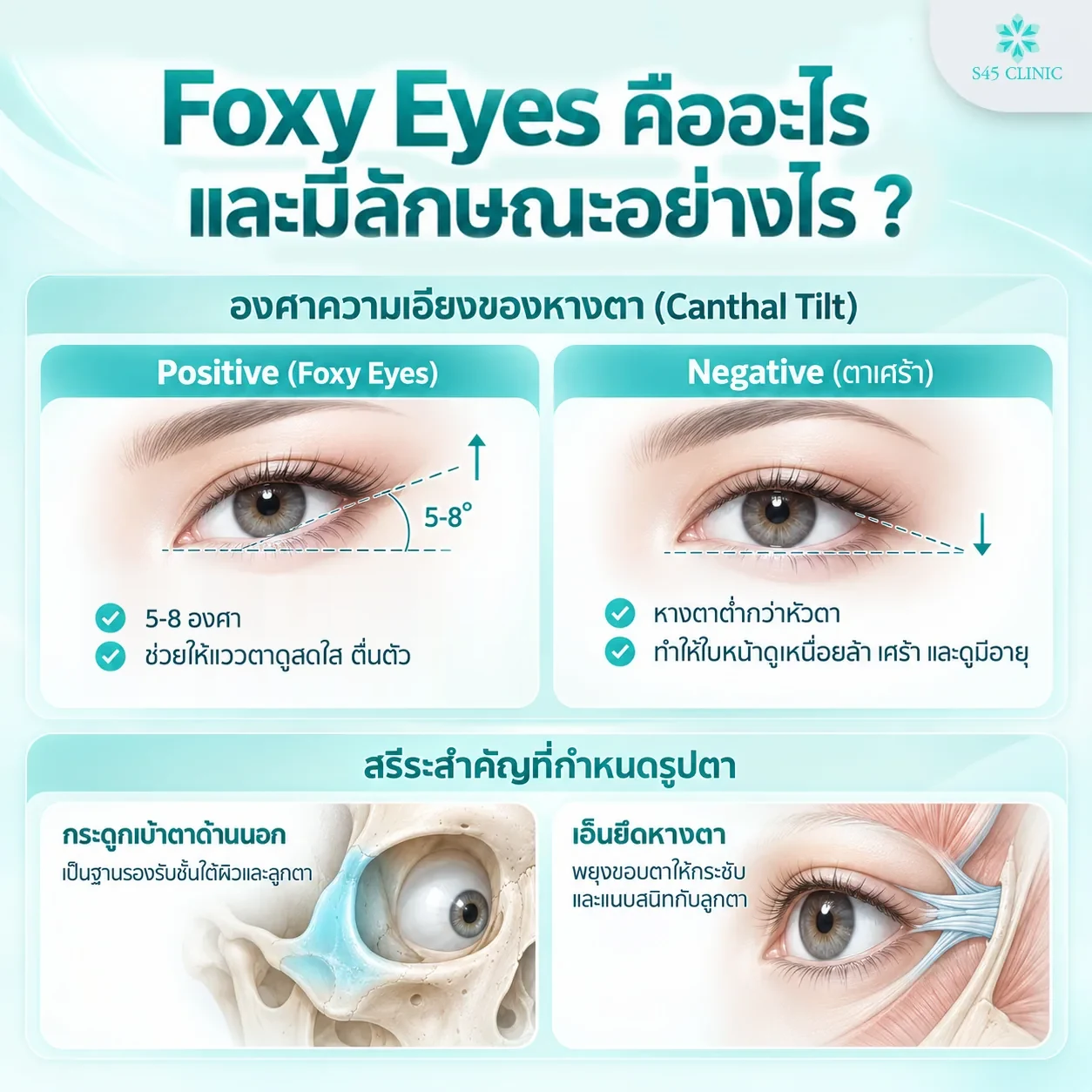 Foxy Eyes คืออะไร องศาความเอียงหางตาแบบ Positive และ Negative Canthal Tilt และสรีระที่กำหนดรูปตา